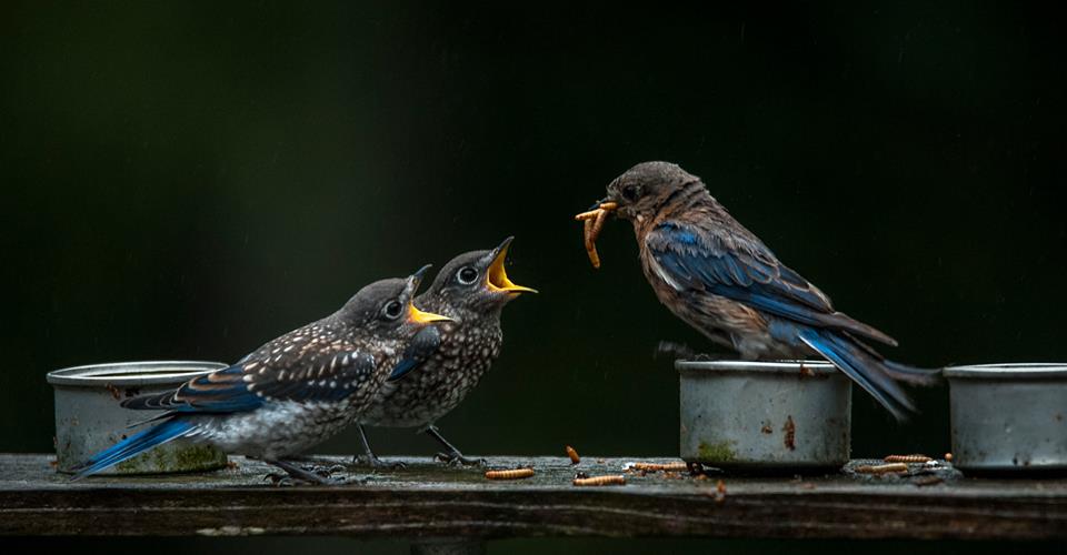 Michael Leavitt - Dad and Fledglings