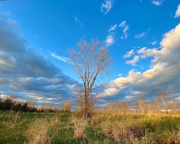 This photograph is 8 inches high by 10 inches wide.  It features a leafless tree in the center of a field with some taller grasses and brush surrounding the tree, and a blue, partly cloudy sky above. A break in the clouds forms a V-shape, with the bottom of the V lining up with the tree. In the distance along the entire horizon line are more leafless trees. 