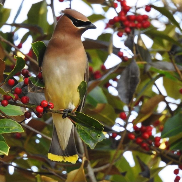 This is a 8 x 10 inch wildlife photograph. In the foreground of this nature scene is one Cedar Waxwing bird sitting on a branch.  The bird is surrounded by entwined leaves, branches and berries with sky light peeking through the greenery. 