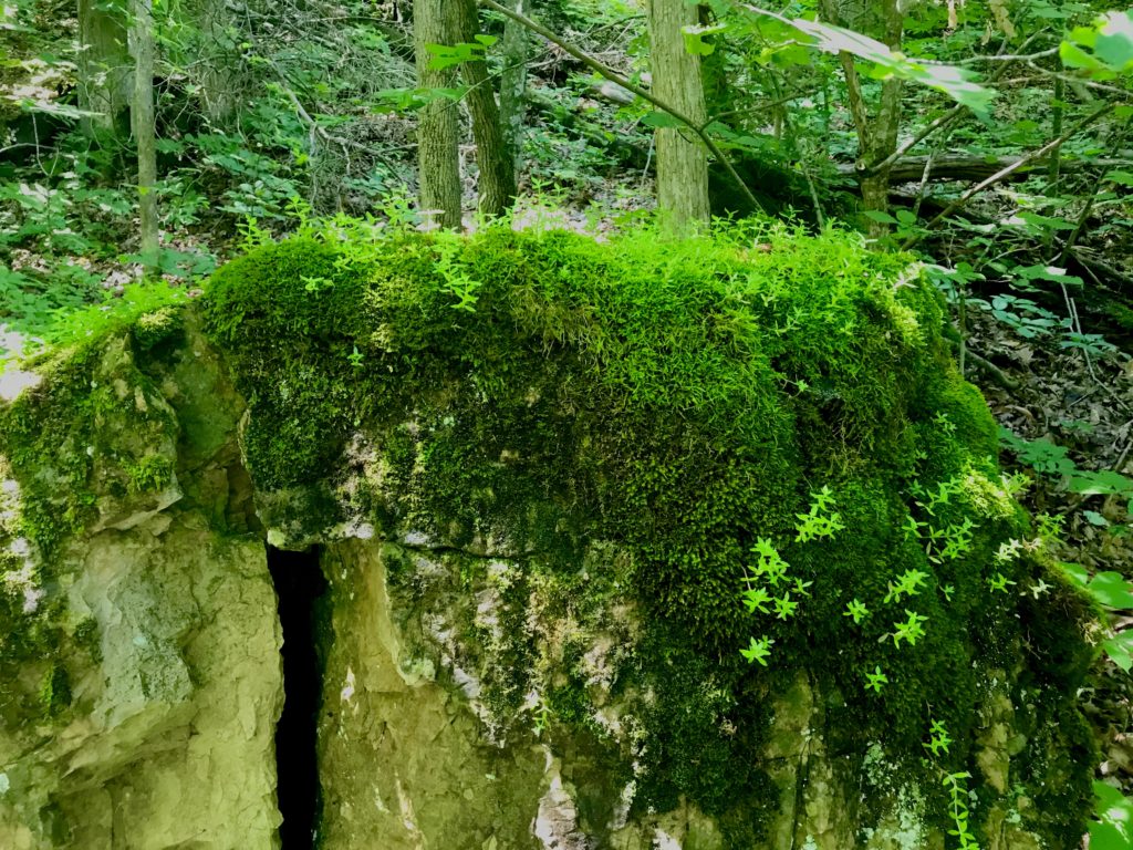 Mossy Crevice is a horizontal digital photograph of a lush forested landscape whose focal point is the narrow vertical seam between two rocks, perhaps the entrance to a cave. Our attention is immediately drawn to the bottom-left quadrant of the image by the dark slit of the crevice, and the contrast between the smooth darkness of the opening and the warm, rough texture of the stone on either side of it. Above and around the cave is verdant greenery: moss, vines, leaves, and the trunks of trees. 