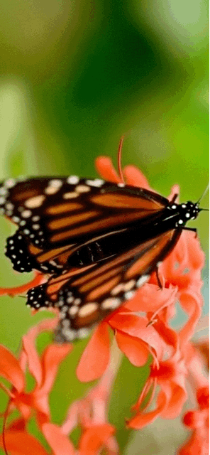 a short video of a monarch butterfly flapping its wings while on top of a flower.